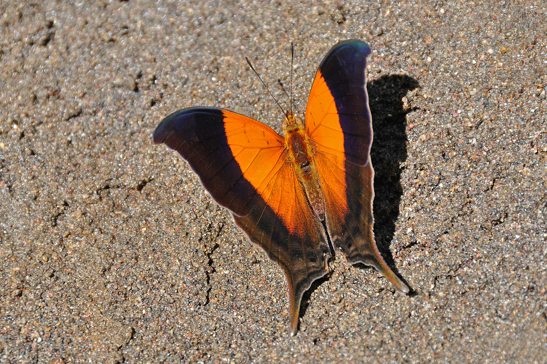 Jungle - Butterfly The 2nd day we canoed back to our sleeping place after a walking tour through the jungle. On the river banks we spotted some colorful butterflies. Stefan Cruysberghs